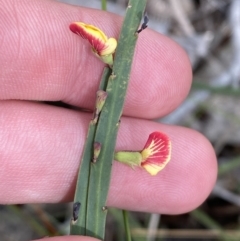 Bossiaea ensata at Vincentia, NSW - 3 Sep 2023 11:25 AM