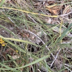 Bossiaea ensata at Vincentia, NSW - 3 Sep 2023 11:25 AM