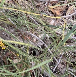 Bossiaea ensata at Vincentia, NSW - 3 Sep 2023