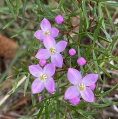 Boronia pinnata (Pinnate Boronia) at Vincentia, NSW - 3 Sep 2023 by Tapirlord
