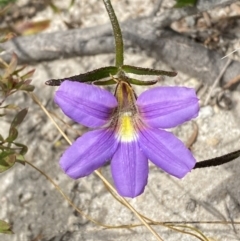Scaevola ramosissima (Hairy Fan-flower) at Vincentia, NSW - 3 Sep 2023 by Tapirlord