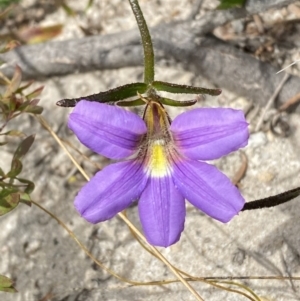 Scaevola ramosissima at Vincentia, NSW - 3 Sep 2023 11:24 AM