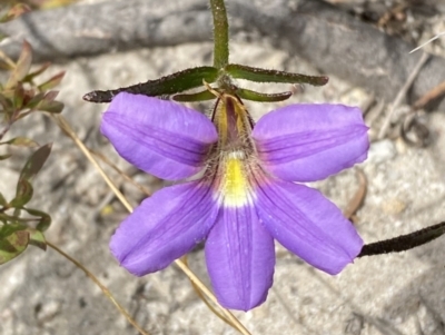 Scaevola ramosissima (Hairy Fan-flower) at Vincentia, NSW - 3 Sep 2023 by Tapirlord