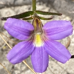 Scaevola ramosissima at Vincentia, NSW - 3 Sep 2023 11:24 AM