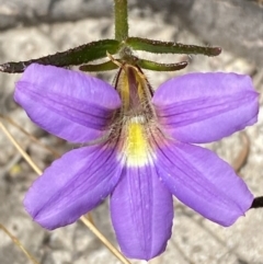 Scaevola ramosissima at Vincentia, NSW - 3 Sep 2023