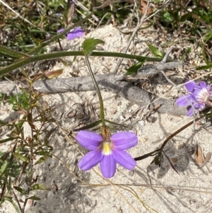 Scaevola ramosissima at Vincentia, NSW - 3 Sep 2023