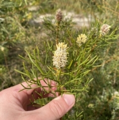 Petrophile sessilis (Conesticks) at Vincentia, NSW - 3 Sep 2023 by Tapirlord