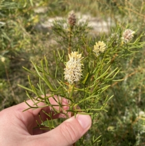 Petrophile sessilis at Vincentia, NSW - suppressed
