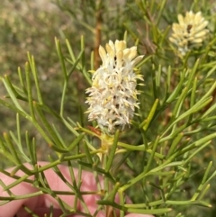 Petrophile sessilis at Vincentia, NSW - suppressed