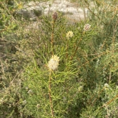Petrophile sessilis at Vincentia, NSW - suppressed