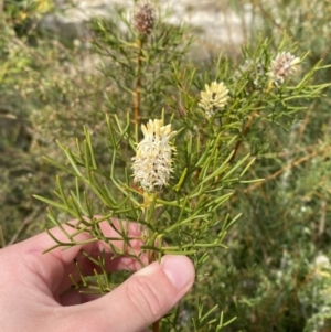 Petrophile sessilis at Vincentia, NSW - suppressed