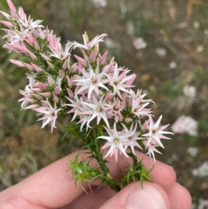 Sprengelia incarnata at Vincentia, NSW - suppressed