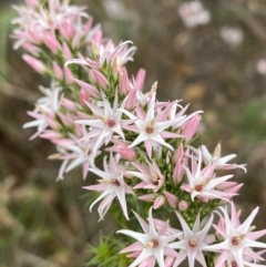 Sprengelia incarnata at Vincentia, NSW - suppressed