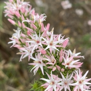 Sprengelia incarnata at Vincentia, NSW - suppressed