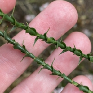 Sprengelia incarnata at Vincentia, NSW - 3 Sep 2023