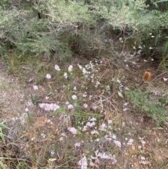Sprengelia incarnata at Vincentia, NSW - suppressed