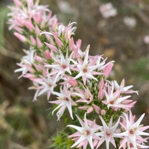 Sprengelia incarnata at Vincentia, NSW - suppressed