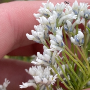 Conospermum ericifolium at Vincentia, NSW - 3 Sep 2023