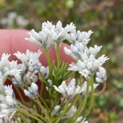 Conospermum ericifolium at Vincentia, NSW - 3 Sep 2023 11:23 AM