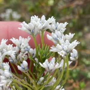 Conospermum ericifolium at Vincentia, NSW - 3 Sep 2023 11:23 AM