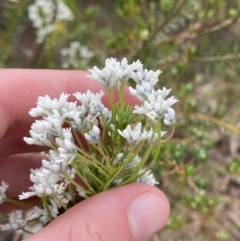 Conospermum ericifolium at Vincentia, NSW - 3 Sep 2023 11:23 AM