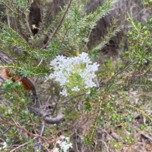 Conospermum ericifolium at Vincentia, NSW - 3 Sep 2023 11:23 AM