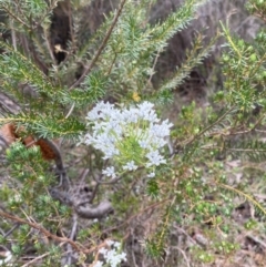 Conospermum ericifolium at Vincentia, NSW - 3 Sep 2023 11:23 AM