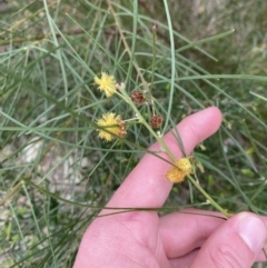 Acacia elongata (Swamp Wattle) at Vincentia, NSW - 3 Sep 2023 by Tapirlord