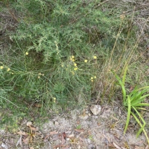 Acacia elongata at Vincentia, NSW - 3 Sep 2023