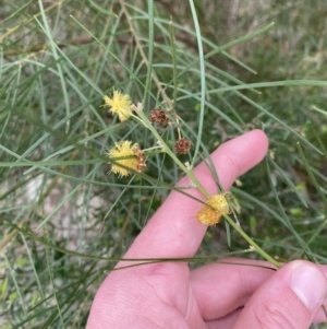 Acacia elongata at Vincentia, NSW - 3 Sep 2023