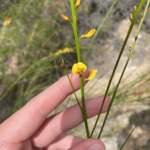 Viminaria juncea at Vincentia, NSW - 3 Sep 2023