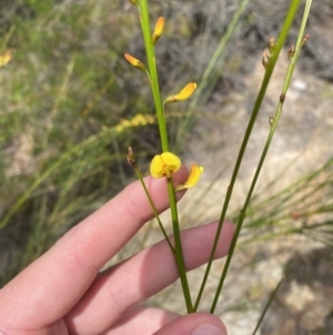 Viminaria juncea at Vincentia, NSW - 3 Sep 2023 11:21 AM