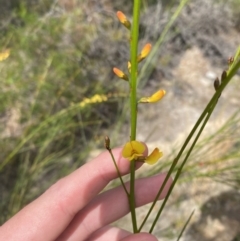 Viminaria juncea at Vincentia, NSW - 3 Sep 2023 11:21 AM