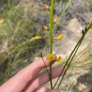 Viminaria juncea at Vincentia, NSW - 3 Sep 2023 11:21 AM