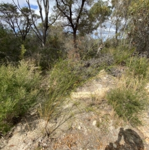 Viminaria juncea at Vincentia, NSW - 3 Sep 2023 11:21 AM