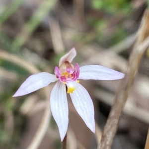 Caladenia alata at Vincentia, NSW - 3 Sep 2023