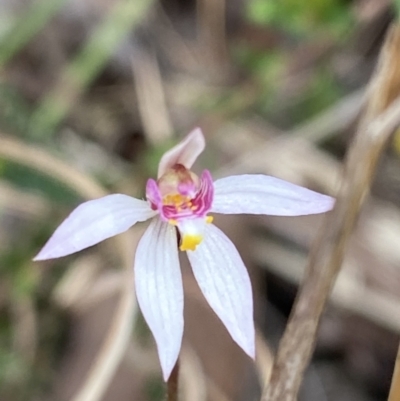 Caladenia alata (Fairy Orchid) at Vincentia, NSW - 3 Sep 2023 by Tapirlord