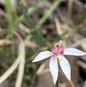 Caladenia alata at Vincentia, NSW - suppressed