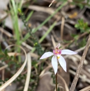 Caladenia alata at Vincentia, NSW - suppressed
