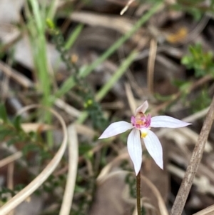 Caladenia alata at Vincentia, NSW - suppressed
