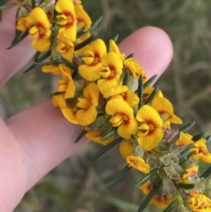 Dillwynia floribunda at Vincentia, NSW - 3 Sep 2023