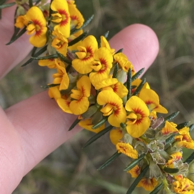 Dillwynia floribunda (Flowery Parrot-pea, Showy Parrot-pea) at Vincentia, NSW - 3 Sep 2023 by Tapirlord