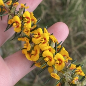 Dillwynia floribunda at Vincentia, NSW - 3 Sep 2023