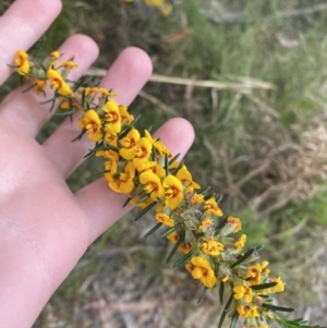 Dillwynia floribunda at Vincentia, NSW - 3 Sep 2023