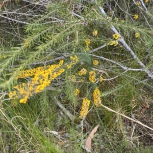 Dillwynia floribunda at Vincentia, NSW - 3 Sep 2023