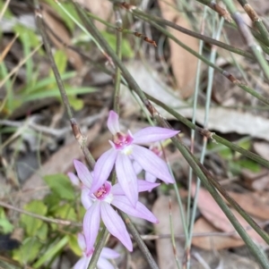 Caladenia hillmanii at Vincentia, NSW - suppressed