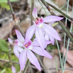 Caladenia hillmanii at Vincentia, NSW - suppressed