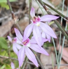 Caladenia hillmanii at Vincentia, NSW - 3 Sep 2023