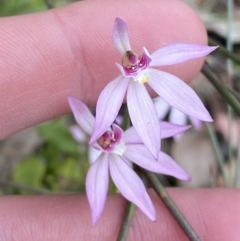 Caladenia hillmanii at Vincentia, NSW - suppressed