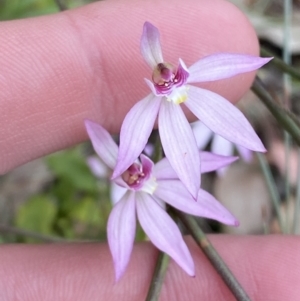 Caladenia hillmanii at Vincentia, NSW - suppressed